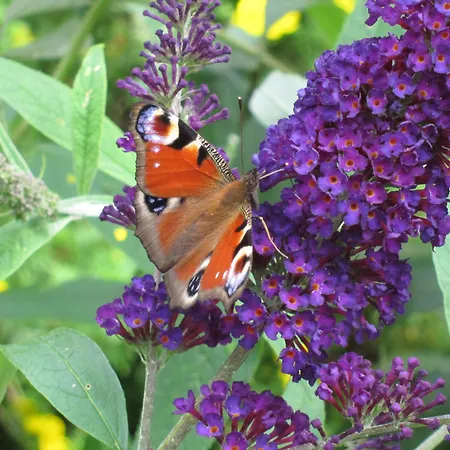 Bed & Breakfast Provstegarden