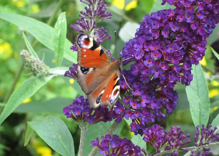 ベッド・アンド・ブレックファスト Provstegarden